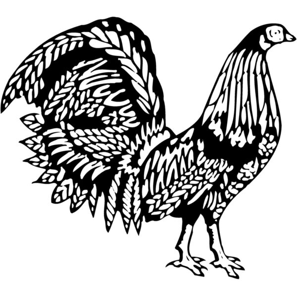 CHICK013 Thumbnail